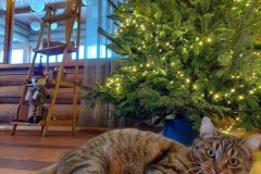 Izbraukuma pedagoģiskā sēde (Viesu māja Zaļā sala) (29.112.25)